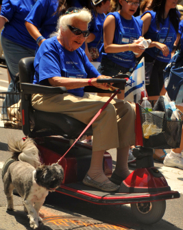 Pet dog on parade