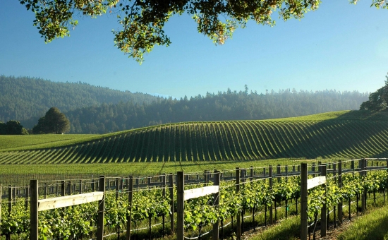 Goldeneye Confluence Vineyard
